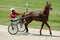 Horse during harness race