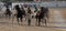 Horse harness race in mallorca hippodrome