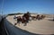Horse harness race starting in mallorca hippodrome