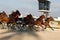 Horse harness race or sulky race in palma de mallorca hippodrome