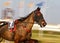 Horse harness race or sulky race in palma de mallorca hippodrome