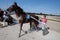 Horse harness racer in mallorca hippodrome