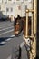 A horse harnessed to a carriage