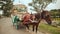 A horse harnessed to a cart in a park of flowers. Dalat, Vietnam