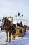 Horse harnessed to a sledge. Suzdal, Russia