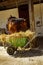 Horse with harnesses feeding on dry grass