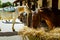 Horse with harnesses feeding on dry grass