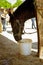 Horse with harnesses feeding on dry grass