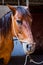 Horse with harnesses feeding on dry grass