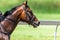 Horse Head Bridle Close-Up Race Track