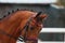 horse head close-up with gathered mane and with frontlet at dressage competitions