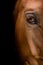 horse head close-up. The horse& x27;s gaze. The eye of a beautiful horse on a dark background close-up, the muzzle of an