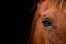 horse head close-up. the red horse. The eye of a beautiful horse on a dark background close-up, the muzzle of an animal