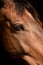 horse head close-up. the red horse. The eye of a beautiful horse on a dark background close-up, the muzzle of an animal