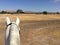 Horse head with cross country jumps, covered arena and oak tree