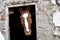 Horse head and dangerous old window frame. Brown horse looking from dark old stable window with big dangerous rusty nail