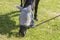 Horse head detail. The horse has an insect net on its head