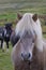 Horse head in a field