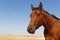 Horse head in a landscape of plains in North Dakota