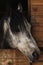 Horse head with a mane of black spots and looks out from a wooden stall