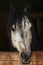 Horse head with a mane of black spots and looks out from a wooden stall