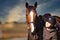 Horse head portraits with rider on the meadow.