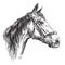 Horse head in profil with bridle vector hand drawing illustration