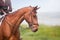 horse head, profile, close-up, equestrian competition