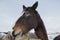 Horse head reaching over a dry stone wall in Cumbria