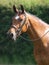 Horse Head Shot In Snaffle Bridle