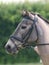 Horse Head Shot In Snaffle Bridle