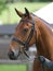 Horse Head Shot In Snaffle Bridle