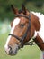 Horse Head Shot In Snaffle Bridle