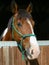 Horse head in stable door