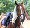 Horse head under wet terry cloth cotton towelling on hot summer day