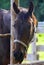 Horse head on a warm summer sunny day. Brown beautiful mane. Large mammal. Farm. Stable.