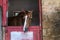 Horse headshot in equestrian club, closeup, daylight