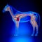 Horse Heart with Circulatory System - Horse Equus Anatomy on blu