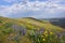 Horse Heaven Hills Botanical Bonanza: Lupine, Daisies, and Penstemon, Oh My!