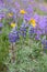 Horse Heaven Hills Lupine, Penstemon, and Balsam root spring wildflower bouquet