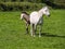 Horse and her foal in a green grass field.