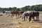 Horse herd in eating time