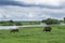 Horse herd in field, mare and foal grazing in horse farm