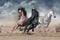 Horse herd  galloping on desert