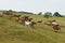 Horse Herd on Hill