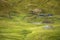 Horse herd pasture at green meadow in the mountains,France