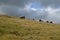 Horse herd on pasture high on a mountain plateau