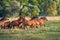 Horse herd run