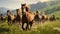 Horse herd run in beautiful green meadow