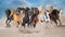 Horse herd run in desert